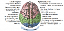 LB's Brain: Left Brain - Right Brain | World-edu-online: Education