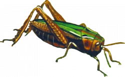 Clipart - Common green grasshopper (isolated)