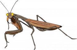 Clipart - Praying mantis