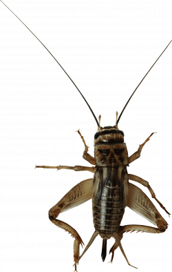 PNG Cricket Bug Transparent Cricket Bug.PNG Images. | PlusPNG