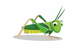 Grasshopper Clipart at GetDrawings.com | Free for personal use ...