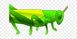 Grasshopper Clipart Small - Grasshopper And Cricket Drawing ...