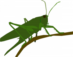 Clipart - Grasshopper