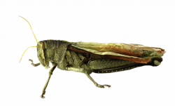 Grasshopper transparent PNG - StickPNG