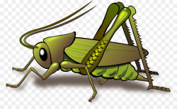 grasshopper clipart Insect Grasshopper Clip art clipart ...