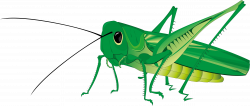 HD Cricket Clipart Green Grasshopper - Grasshopper ...