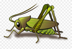 Cartoon Cricket Chirping Clipart - Cricket Insect Png ...