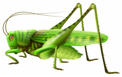 Cricket Insect Clipart | Free download best Cricket Insect Clipart ...
