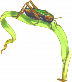 Cricket Insect PNG Transparent Images | PNG All