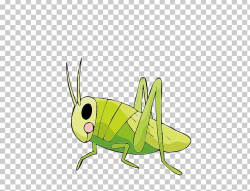 Insect Drawing Cricket Locust PNG, Clipart, Animal ...