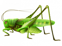 Grasshopper | PNG Animals and Creatures | Vector design ...