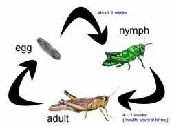 Life Cycle of A Cricket/Grasshopper Grasshoppers are closely ...