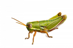 Grasshopper PNG Transparent Grasshopper.PNG Images. | PlusPNG