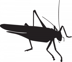 Grasshopper clipart silhouette #1791177 - free Grasshopper clipart ...