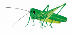 Grasshopper Png Transparent Background - Grasshopper Clipart ...