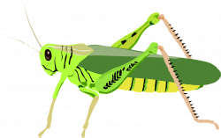 Cricket Clipart Animal Free collection | Download and share Cricket ...