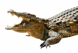 Crocodile PNG Image - PurePNG | Free transparent CC0 PNG Image Library