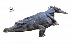 Crocodile PNG Transparent Images | PNG All