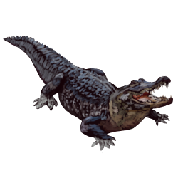 American alligator Crocodiles - Alligator Transparent ...