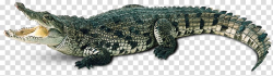 Crocodile Alligator Gharial Caiman, Crocodile transparent ...