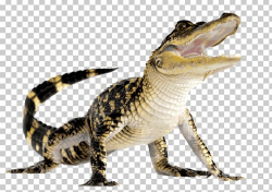 Alligator Crocodile Caiman PNG, Clipart, Alligator ...