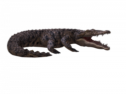 Alligators Crocodile 3D computer graphics Clip art - crocodile 800 ...