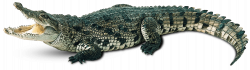 Crocodile Green transparent PNG - StickPNG
