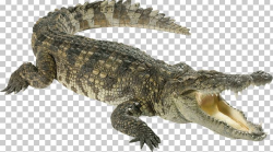 Nile Crocodile Reptile PNG, Clipart, Alligator, American ...