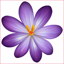 The Best Purple Crocus Flower Png Clipart Image Gallery Yopriceville ...