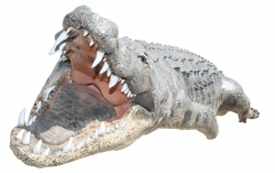 crocodile png - Free PNG Images | TOPpng