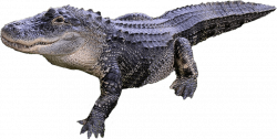 crocodile png - Free PNG Images | TOPpng