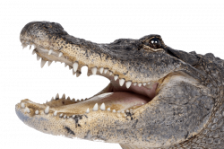 crocodile png - Free PNG Images | TOPpng