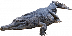 crocodile png - Free PNG Images | TOPpng