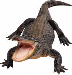 crocodile png - Free PNG Images | TOPpng