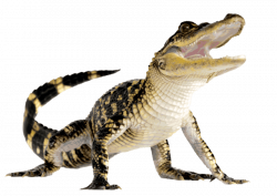 crocodile png - Free PNG Images | TOPpng