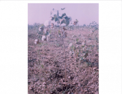 Cotton crop fully blossomed in agricultural land. | Download ...