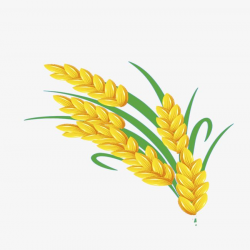 Golden Wheat | C A T | Clip art, Rice