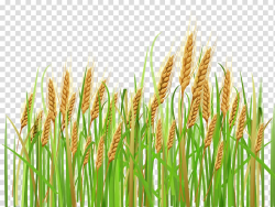 Wheat Cereal Ear Barley , Ears of Wheat , green rice grain ...