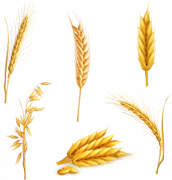 Wheat Ear Cereal Clip art - Yellow wheat 766*800 transprent Png Free ...