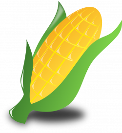 Corn Crop Harvest Vegetables PNG Image - Picpng