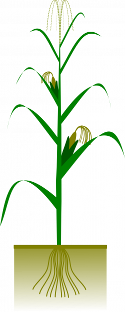 Clipart - Maize plant