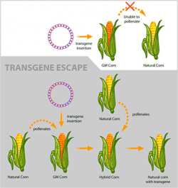 Transgenic Pact Signed by Growers