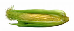 Corn Png Image - Maize | Transparent PNG Download #719209 ...