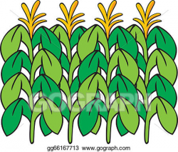 Vector Stock - Corn stalk. Stock Clip Art gg66167713 - GoGraph