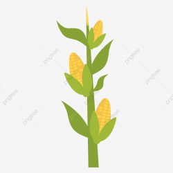 Hand Painted Corn Corn Stalk Plant, Crop, Confidentiality ...