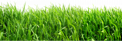 Grass PNG images, pictures