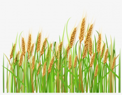 Download Tanaman Gandum Clipart Wheat Clip Art Wheat - Crops ...