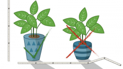How to Grow Healthy Plants: 10 Steps (with Pictures) - wikiHow