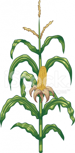 Corn Plant Stock Vector - FreeImages.com