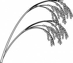 28+ Collection of Rice Drawing Crop | High quality, free cliparts ...